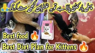 Kittens Diet Plan |Best Food For Persian Kitten | How To Keep Your Kitten Healthy | Persian Cat Care