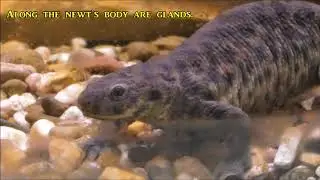 Pleurodeles nebulosus: Algerian Ribbed Newt/Algerischer Rippenmolch
