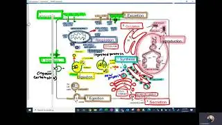 Bio 1 - Cell Homeostasis