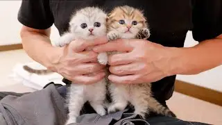 Котёнок мяукает, потому что ему не нравится, когда ему впервые стригут ногти!