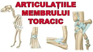 Articulatiile Membrului Toracic [Artrologie Veterinara]