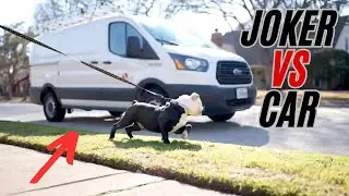 Stop YOUR Dog From Chasing & Lunging At Car!! How To Fix