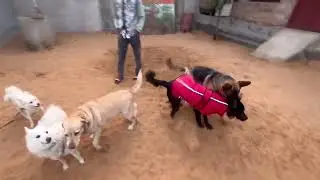 MAX GERMAN SHEPHERD ON DOG HOSTEL, JODHPUR @dogloverprakash