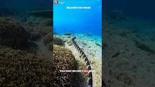 Belcher's sea snake vs Inland taipan #science #sciencefacts #facts