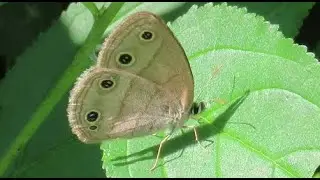 Little Wood Satyr Butterfly