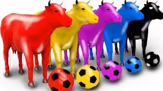 Wadidau Proses Potong Sapi Kurban, Simulasi Sapi Melahirkan, Cow Videos