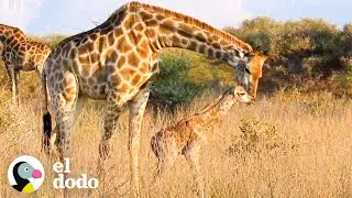 Jirafa bebé da sus primeros pasos | El Dodo