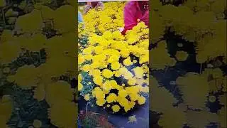 Yellow Kendi Flower#shorts