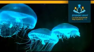 Bioluminescenza e fluorescenza in natura