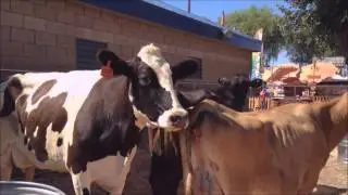 Dairy Cows used in Milking Demonstration   -   So Cal Fair 2015