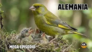 ALEMANIA: AVES Maravillosas y Espectaculares | MEGA-EPISODIO