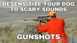 Dog Desensitization Sounds: Gunshots