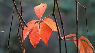Vine, leaf, climber free stock video  Free for use & download