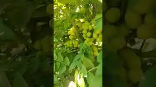 1Year Amla Tree With Lots Of Fruit, Indian Gooseberry ❤ ❤ #short #viral  #satisfyingvideo