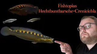 Fishtopia Weekly - Crenicichla - Hechtbuntbarsche - Pike