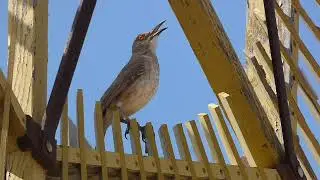 curved bill thrasher singing