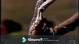 Chytrid Fungus