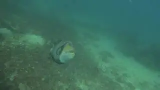 Titan Triggerfish attack