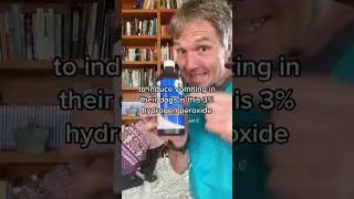 Дебаты о перекиси &mdash; безопасно или опасно вызывать рвоту у собак при отравлении?