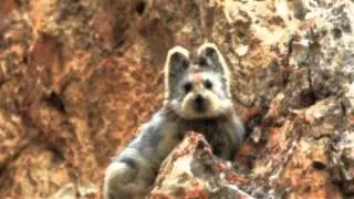 Unusual Pets