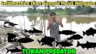 EVAKUASI 11 IKAN PREDATOR SUNGAI MUSI! MASUKKAN KE KOLAM YANG LUAS
