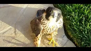 Baby Falcon Crashed and Rescued!
