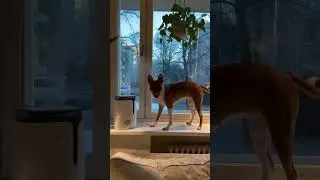 Basenji dog 🐶 love of South Africa.#basenjipuppy #basenjidog #basenji #southafrica #shots #dogbreed