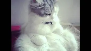 409 Unexpected Ways Cats Can Give You Better Hair