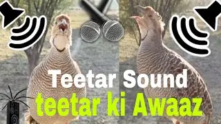 Teetar Sound | teetar ki Awaaz | teetar ki boli Teetar Soundpk | #teetarbird | #teetarlover