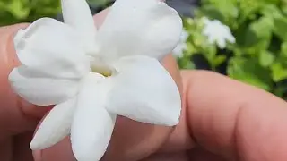 Sambac Jasmine / Arabian Jasmine my favorite for NE Florida gardens