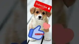 niegrzeczne psy #memes #śmieszne #comedy #pets #humour #funny #humor