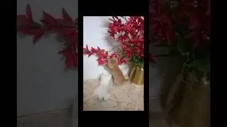 😺cute tiny kittens are playing😺#cat #kittenplaytime #shortvideo #youtubeshorts #shortsfeed #shorts