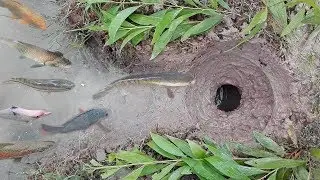 Amazing!! Smart Boy Dig Deep Hole Fish Trap-How To Make One Hole Fish Trap To Catch A Lot Of Fish