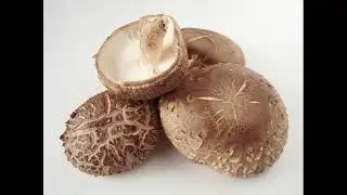 Lentinula edodes