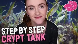 Easy Planted Betta Tank with CRYPTS - Step By Step!