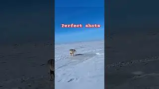 Wolf Hunting adventure in the USA 🦊🎯#wolfhunting #USAoutdoors #amricanhunt #wildhunting