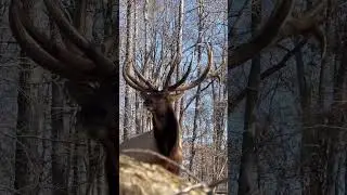 Ground SHAKING !! #elkcountry #nature #buckdeer #hunting #deer #deerhunter #wildlife #outdoors