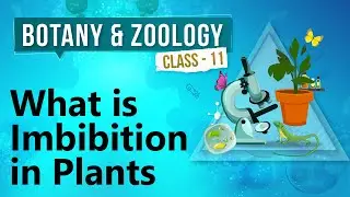What Is Imbibition in Plants - Plant Water Relation and Mineral Nutrition - Biology Class 11