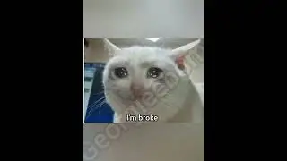 Send donations #cat #foryou #funny #meme #georgieebom #fyp