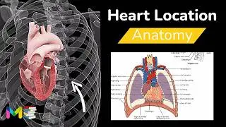 Location, Structure, and Size of the Heart | HEART ANATOMY