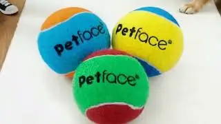 🎥 TikTok Advert  &ndash; Petface 3 PACK SQUEAKY TENNIS BALLS DOG TOY