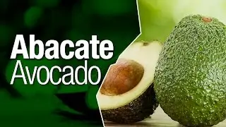 O Abacate Avocado e seus Benef&iacute;cios - Safari Garden
