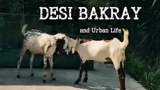 DESI BAKRAY & Urban Life | Wildmentory | Pet stories