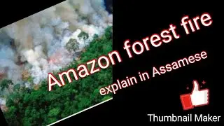 Amazon forest fire