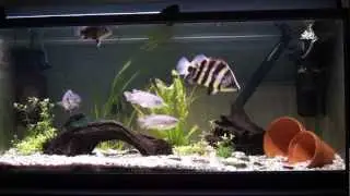 Datnioides Campbelli, Microlepis and Polota feeding
