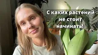 Настолько ли они неприхотливы в уходе, как о них говорят!
