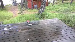 elukka