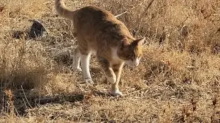 A Mountain Adventure &ndash; Harry Style Pt 2 | The Blind Cat Who Mapped His Own Route 🐾🗺️