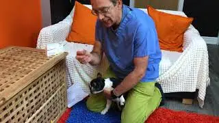 Innovative Dog Ear Powder helps prevent ear problems | Oticurant