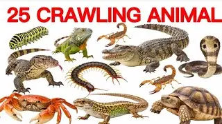 25 Crawling Animals Name English in Hindi | 25 रेंगने वाले जानवर | Crawling Animals for kids 